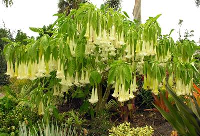 Brugmansia
